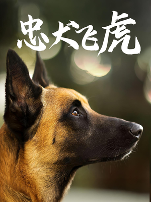 忠犬飞虎（33集）短剧完结篇全集连播